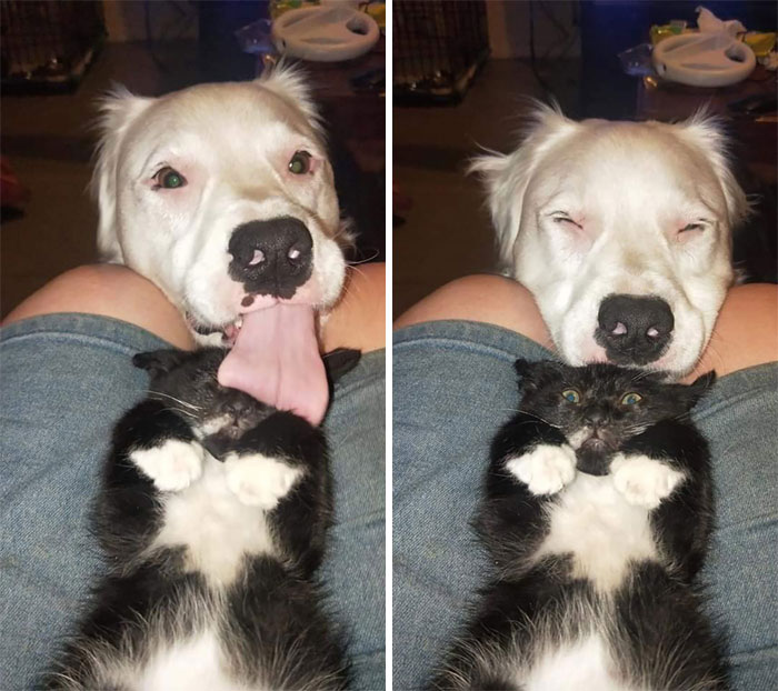 Blind, Deaf Dog Comforts Every Foster Animal Who Comes Through His Home
