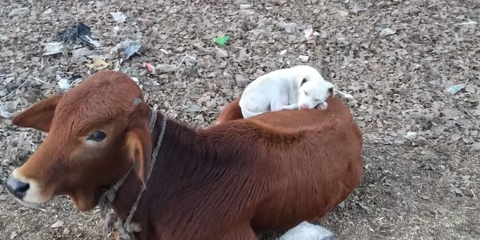Dog Sees Cow Taking A Nap And Decides To Join In