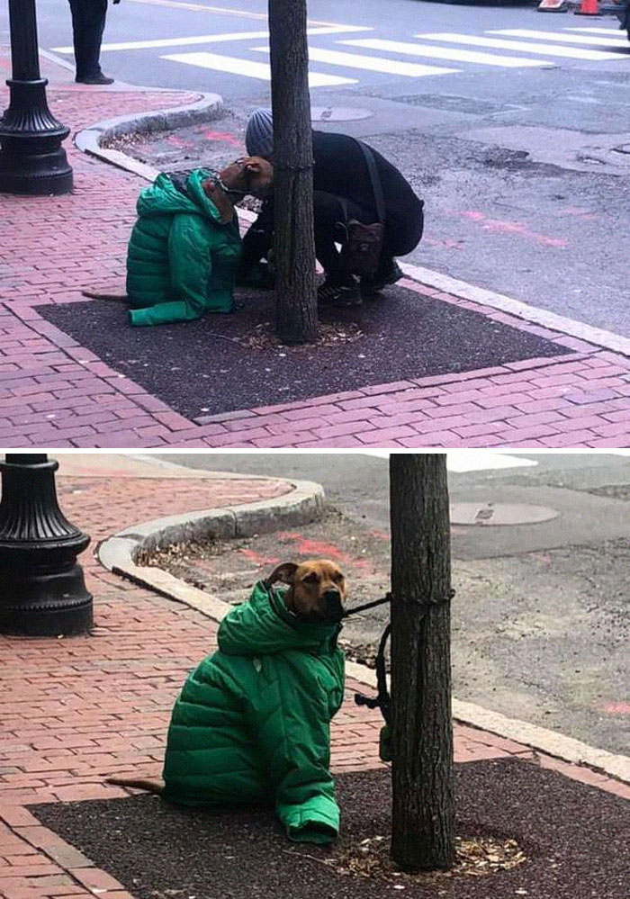 Kind Woman Gives Her Own Jacket To Her Dog Who Had To Wait Outside The Post Office In The Cold Weather