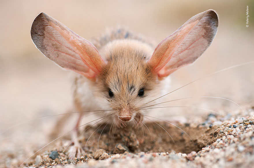 Mouse Fight On Subway Wins People’s Choice For Wildlife Photographer Of The Year