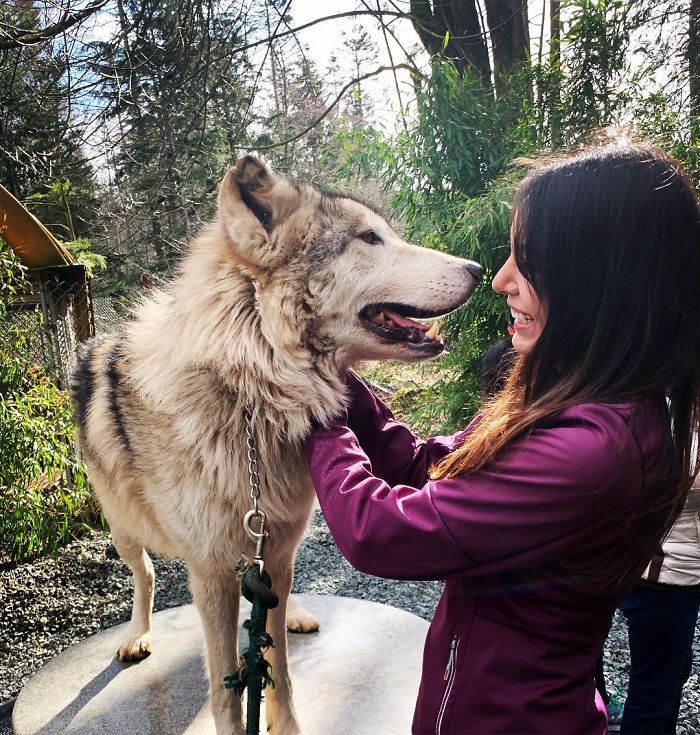 This Island Is Full Of Friendly Wolves And You Can Visit It