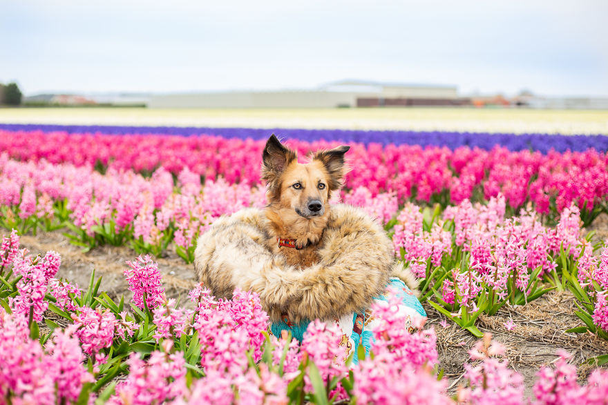  I Capture My Traumatized Rescue Dog’s Happy Moments Among Flowers (22 Pics)