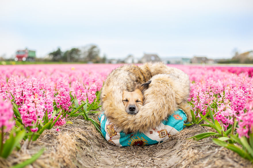We discovered that my traumatized rescue dog was happiest among flowers, so we brought him to all the fields we could find (22 photos)