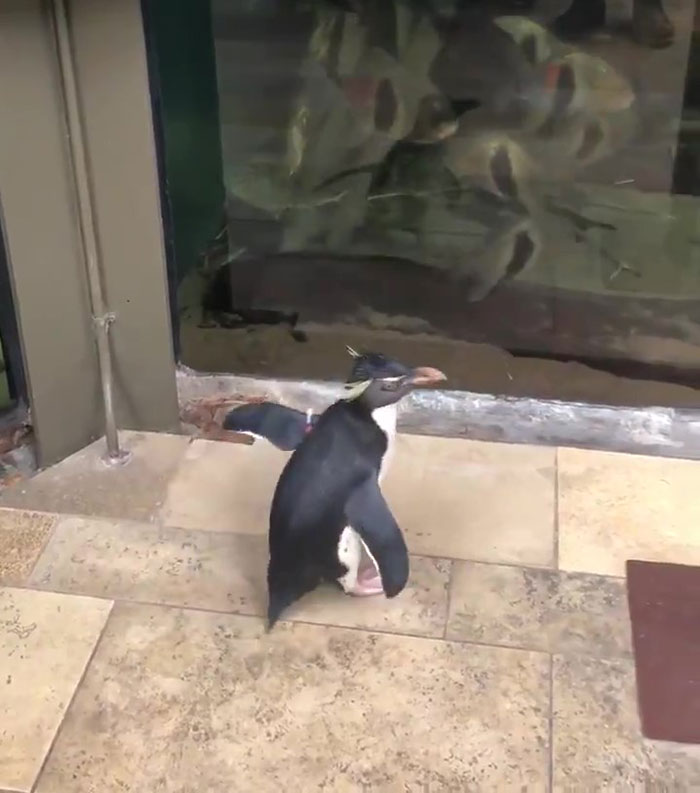 After Closing Down This Aquarium Lets Its Penguins Go On A Field