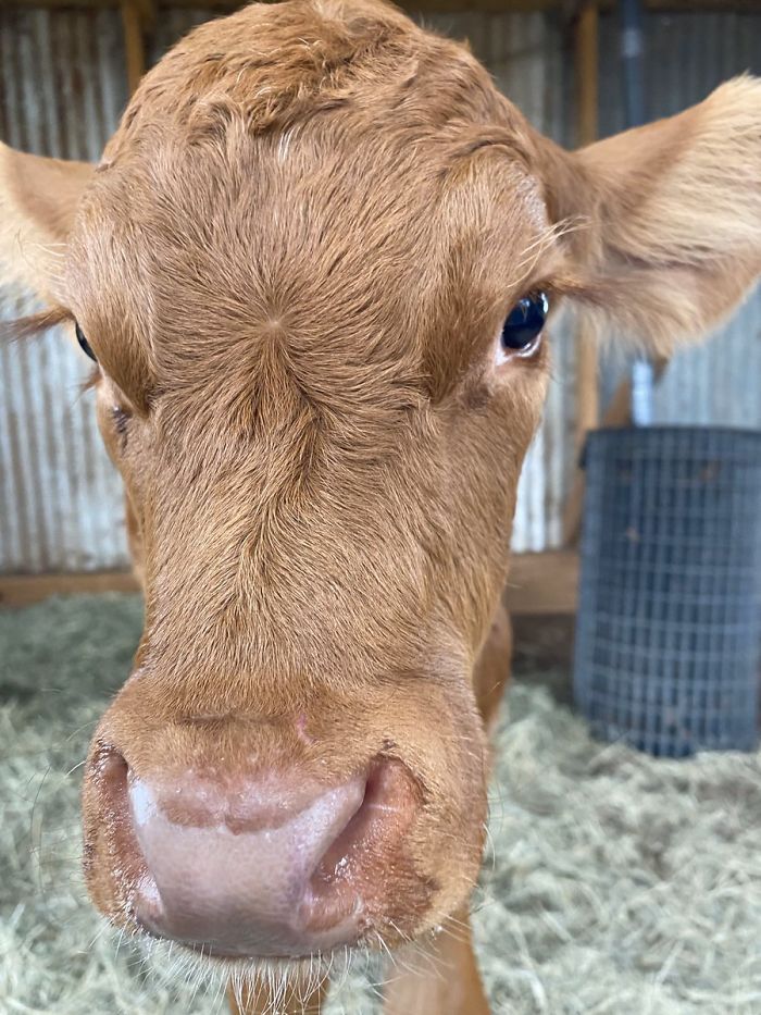 14th February 2020 Doddlebug (An Orphan Calf Who Is Now Loved Very Much)