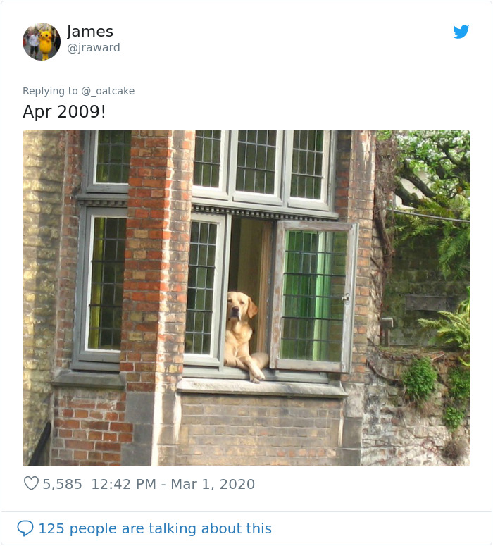 After 'The Most Photographed Dog In Bruges' Passes Away, People Are Sharing Photos Of Him Throughout The Years