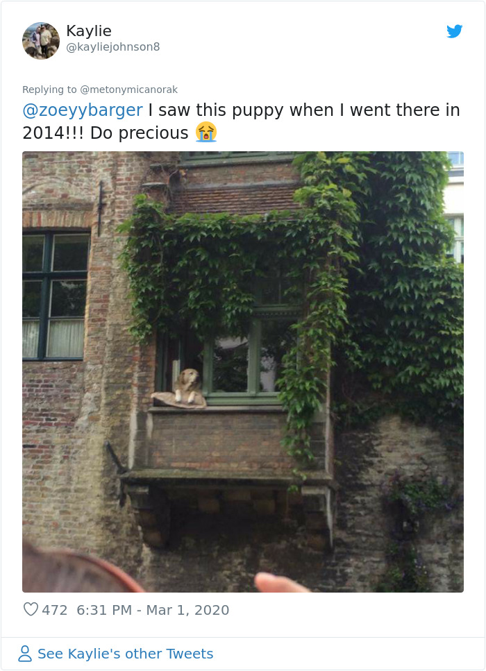 After 'The Most Photographed Dog In Bruges' Passes Away, People Are Sharing Photos Of Him Throughout The Years