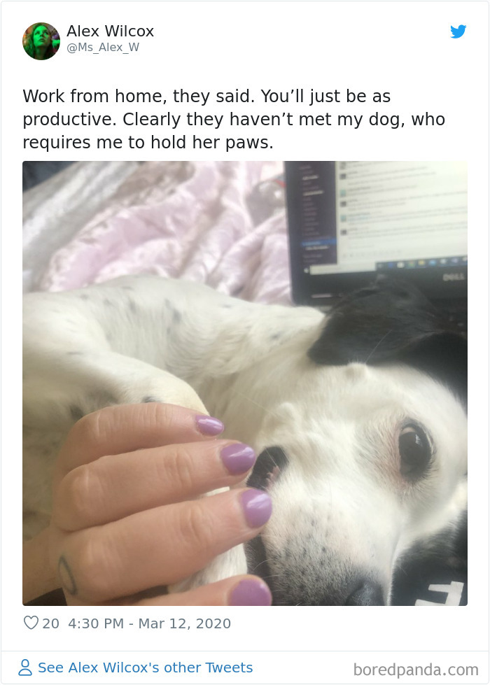 Pet-Coworkers-Quarantine