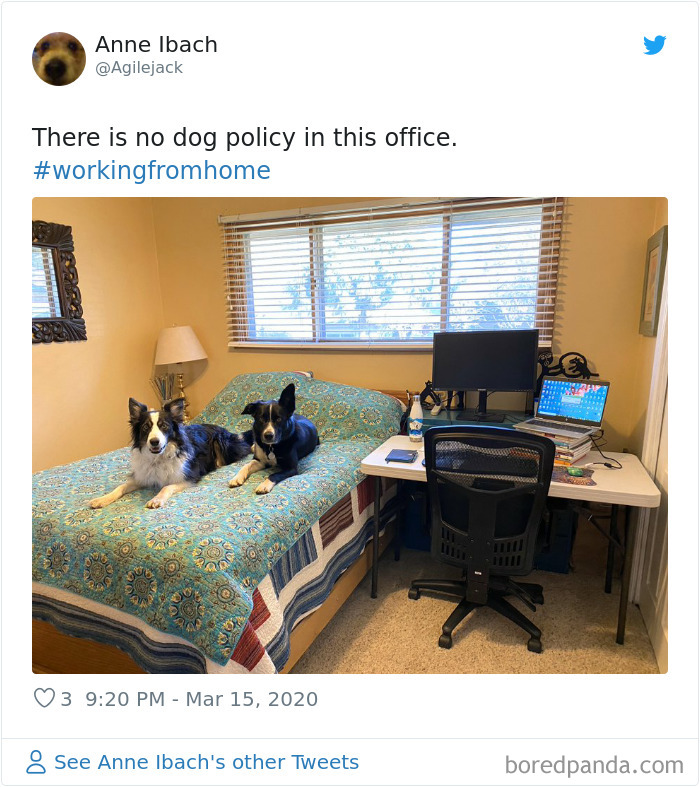 Pet-Coworkers-Quarantine