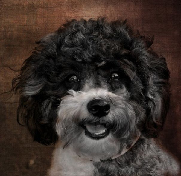 Funny Smiling Dogs