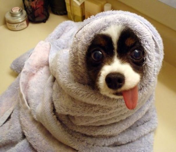 Funny Smiling Dogs