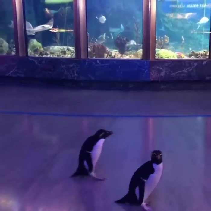 Tras cerrar sus puertas, este acuario saca a sus pingüinos de paseo por las instalaciones