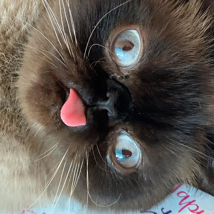 Meet Ikiru, The King Of Bleps Who Is Taking The Internet By Storm (30 Pics)