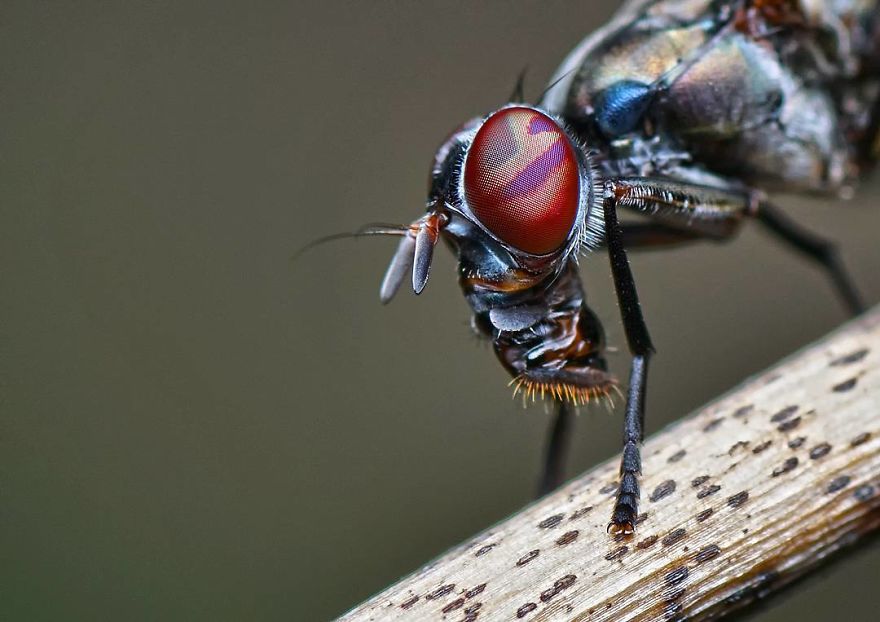 Incredible Photos Of An Indian Who Presents Insects In A Unique Way