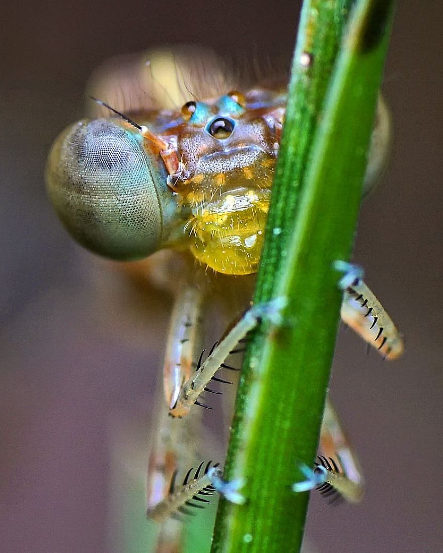Incredible Photos Of An Indian Who Presents Insects In A Unique Way