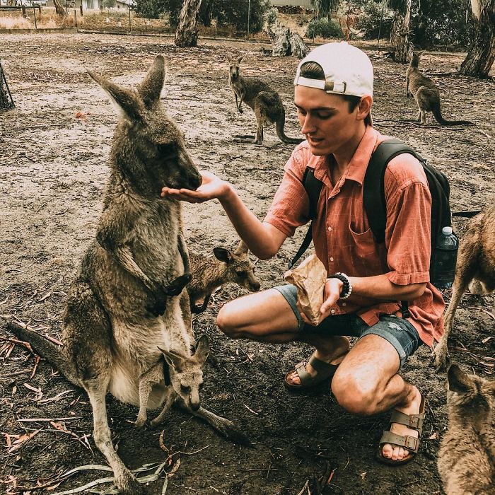 Man Gets Drunk On New Year's Eve And Adopts A Baby Kangaroo, Realizes It Months Later