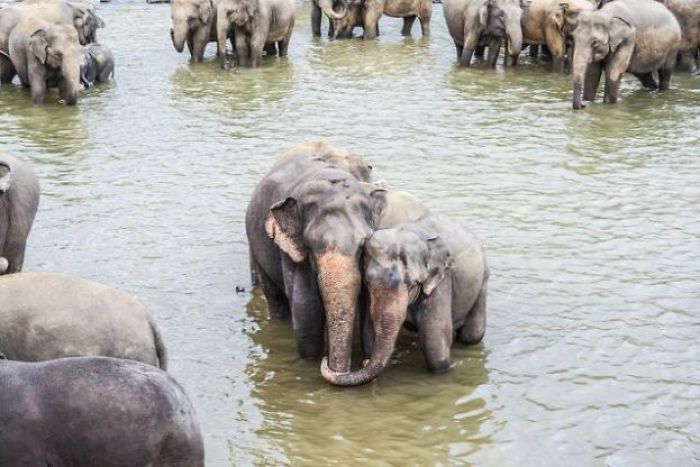 30 Amazing Elephant Facts