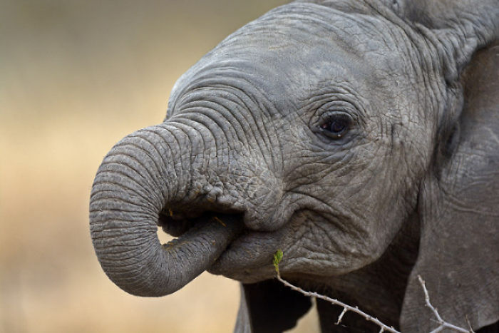 30 Amazing Elephant Facts