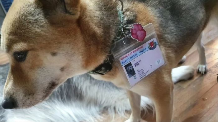 Singapore Now Issues Adorable Running Licenses For Dogs That Double As Their Personal IDs