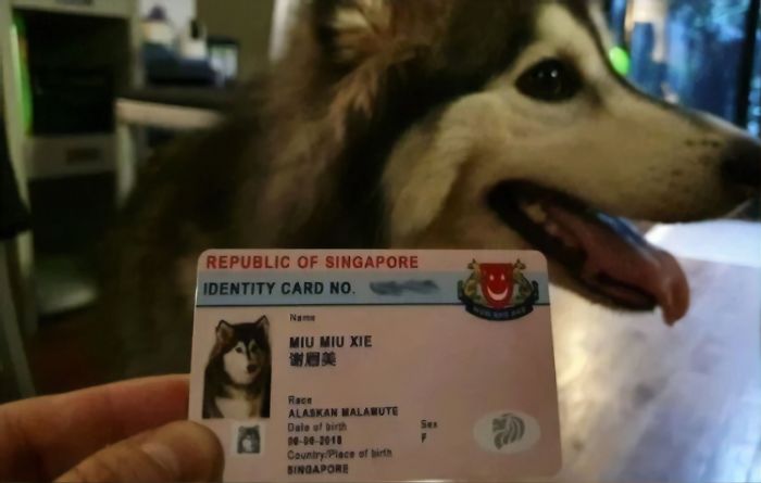 Singapore Now Issues Adorable Running Licenses For Dogs That Double As Their Personal IDs