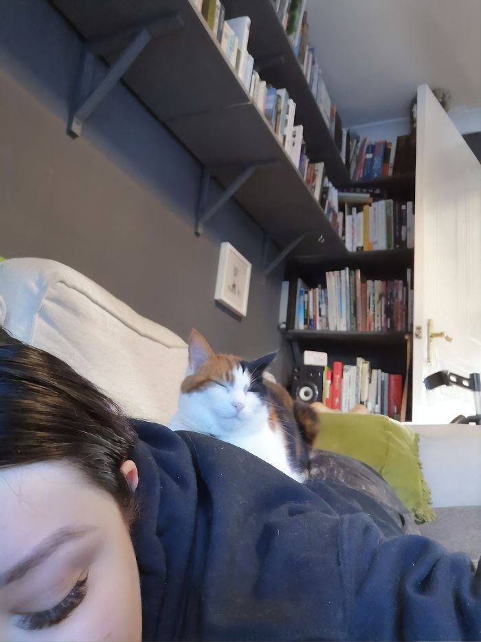 Couple Trick Their Super Clingy Cat By Creating A Fake Lap For Her To Sit On And She Loves It