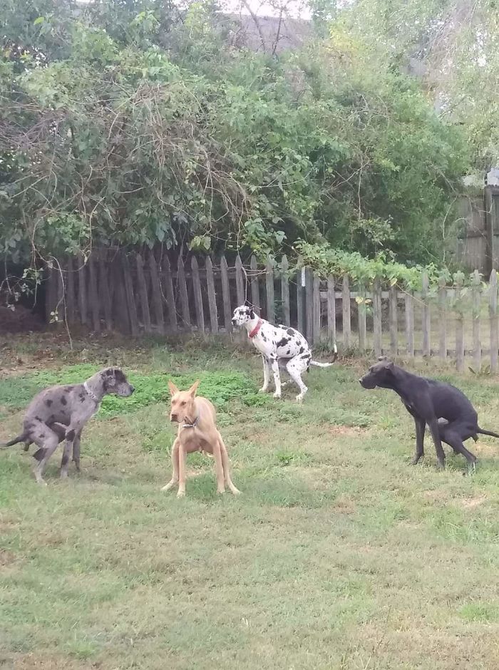 These Dogs All Pooping At The Same Time