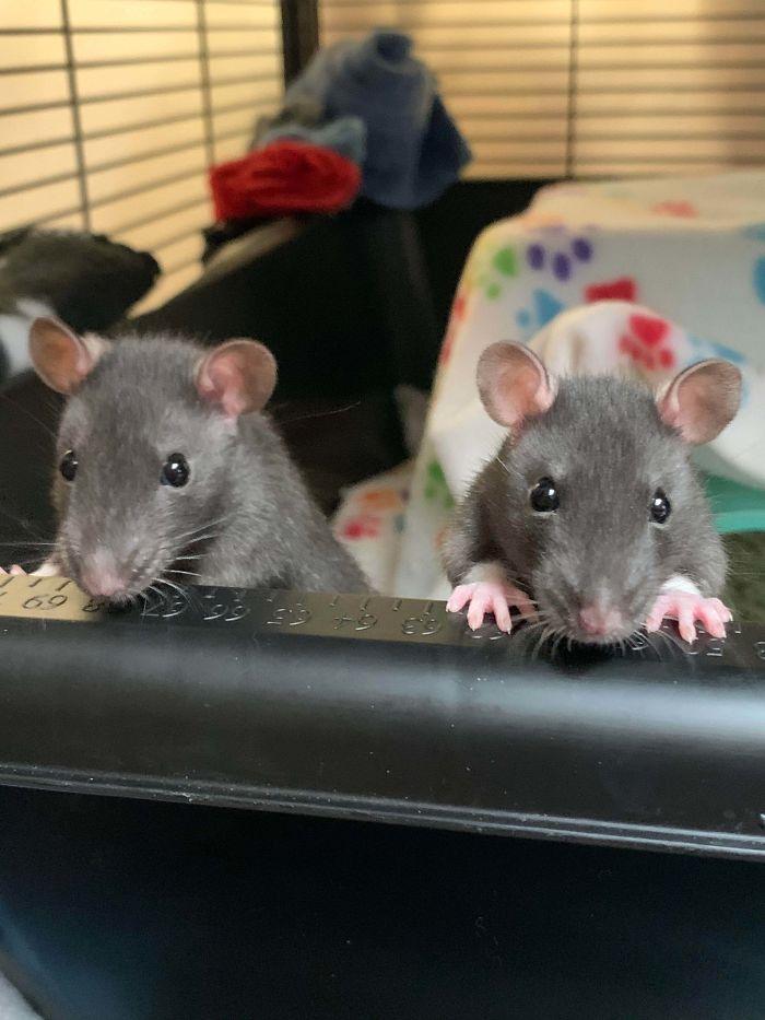 Just Adopted My First Rats Last Week. It’s So Great Seeing Them Come Out Of Their Shells