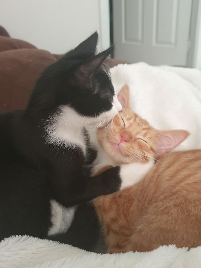 Adopted Coco The Ginger And Came Back A Week Later To Get Her Brother Tux As We Couldn't Bare To Leave Him Behind. They Are The Best Of Friends!