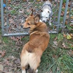 greyforestacres avatar