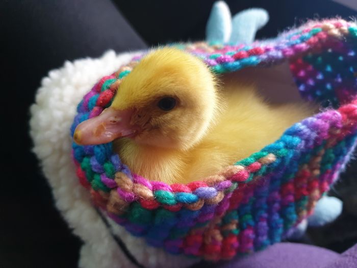 Meet Moby! Muscovy Duckling Only 4-5 Days Old And Such A Sweetie. Adopted After Being Rejected By His/Her Mother