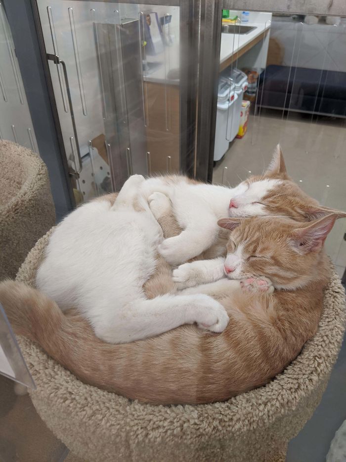 Saw These Two Boys Up For Adoption At The Local Pet Supply Store. Their Names Are Honda And Civic