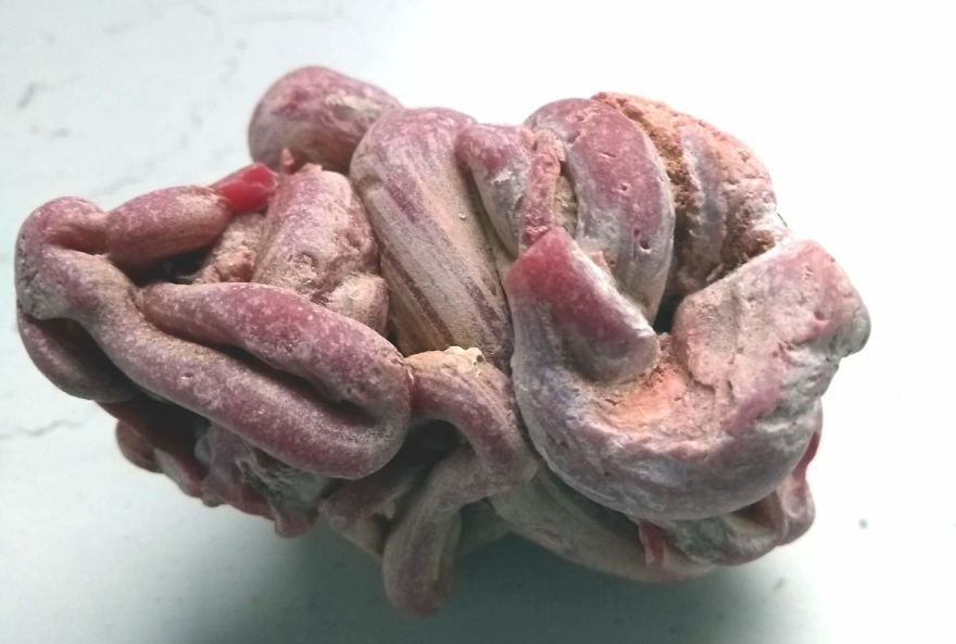 Weird Looking Thing Found In A Rockpool
