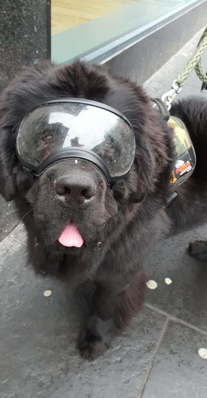 This Is A Water Rescue Pup! He's Only 1! This Is A Water Rescue Pup! He's Only 1!