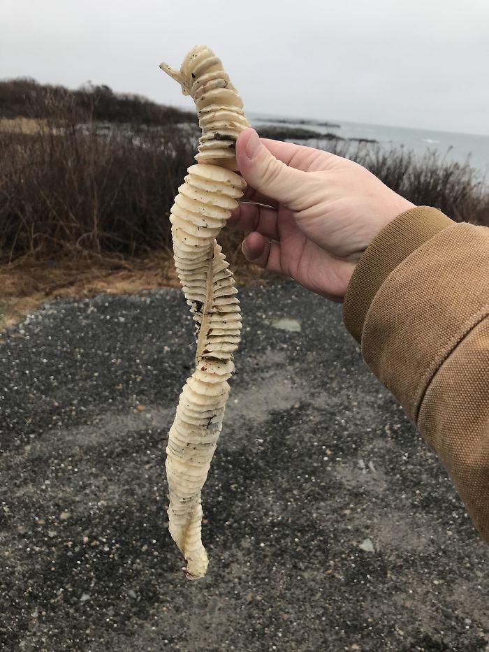 Found Near The Water In Newport Rhode Island. What Is This Thing?