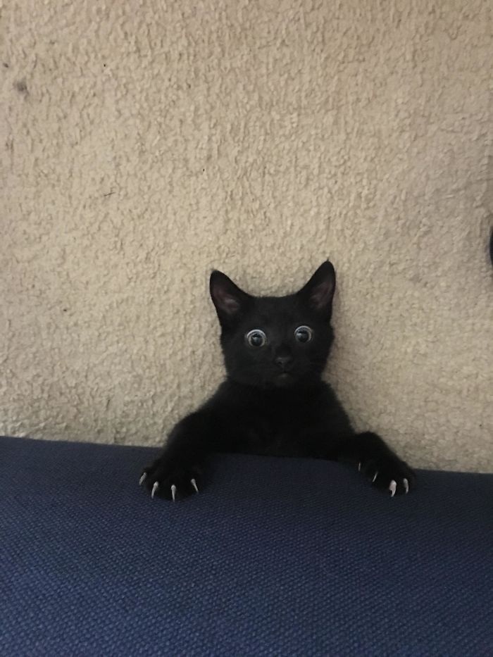I Heard A Noise Coming From Under The Couch And This Is What I Saw When I Looked Down