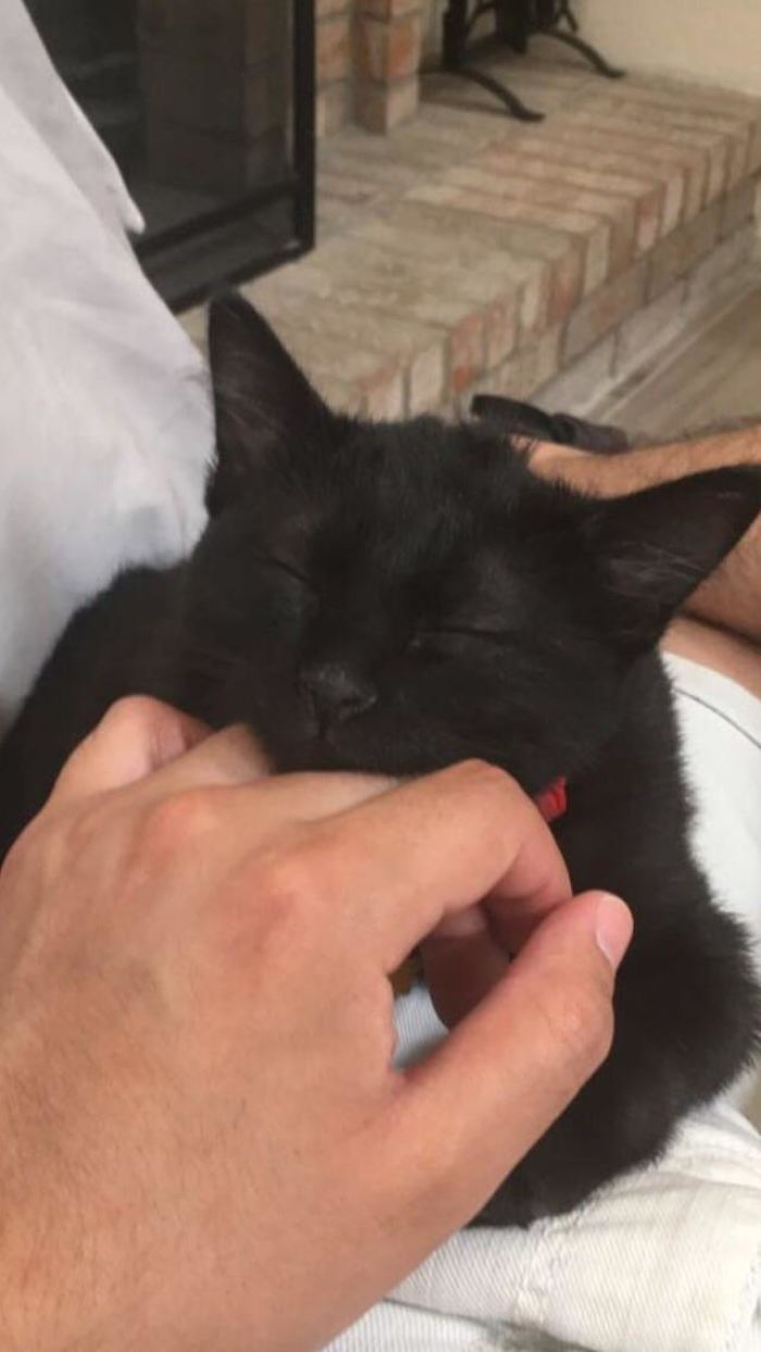 116 Wholesome Pics Of Black Cats To Show They Have Nothing To Do With Bad Luck