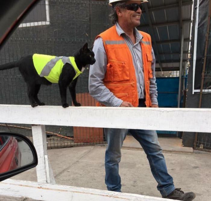 Construction Workers Put High-Visual Jacket On Black Cat So It Doesn't Get Hurt