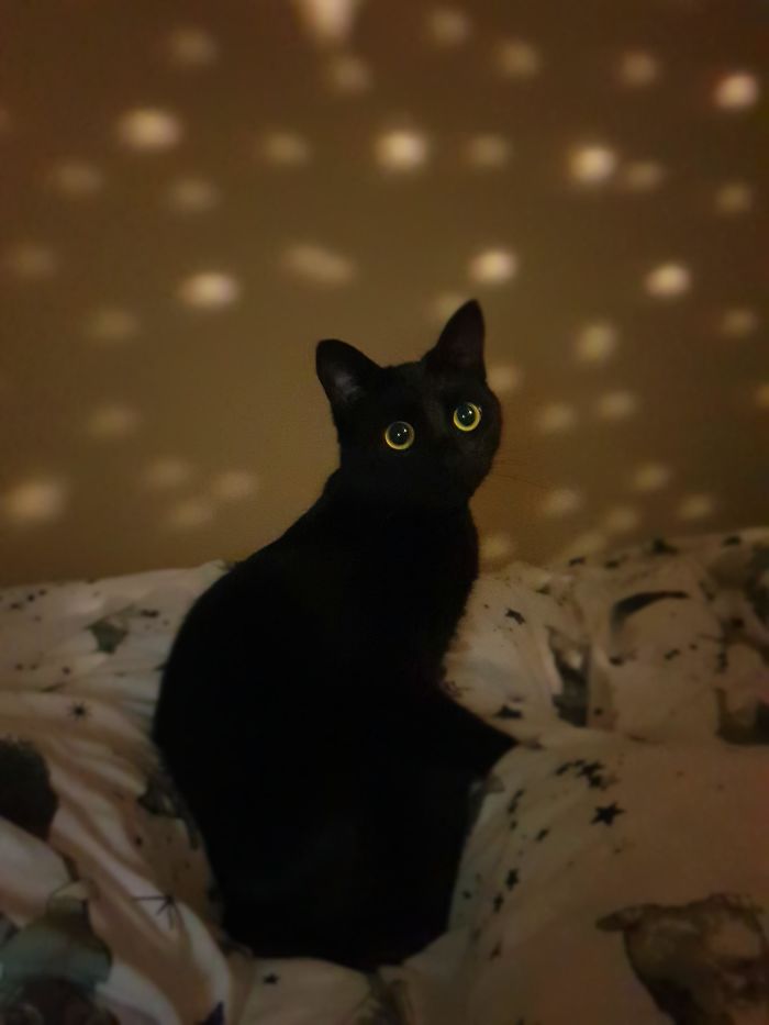 Since Friday The 13th Seems To Mean Black Cat Day I'd Like You All To Meet My Little Void Girl.
