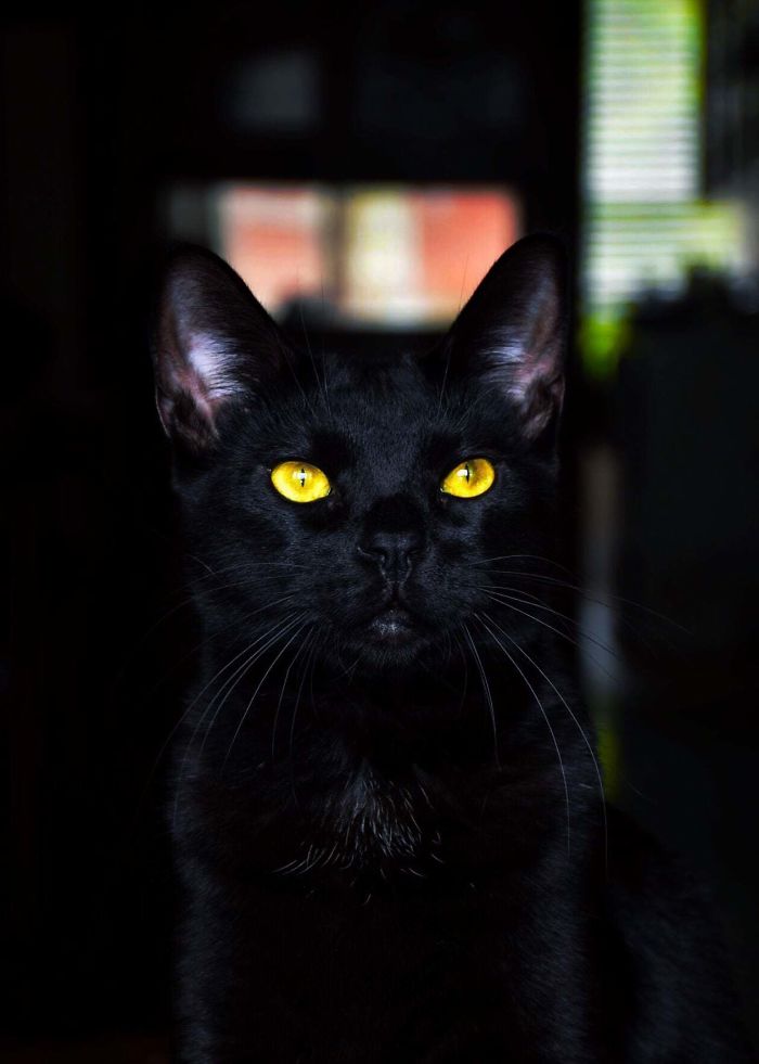 I Thought This Photo I Took Of My Black Cat Shows Off How Amazing Their Eyes Are