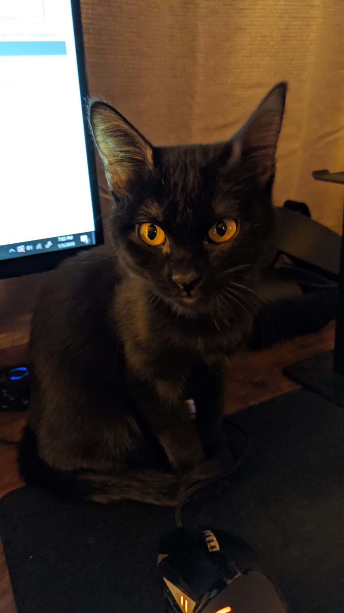 My Brand-New Toothless, Pixel. :) I've Wanted A Black Cat Since I Was A Kid.