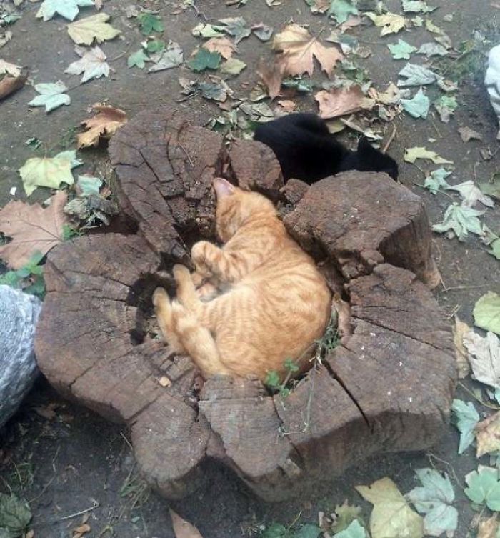 40 Cats That Fell Asleep In The Weirdest Places (New Pics)