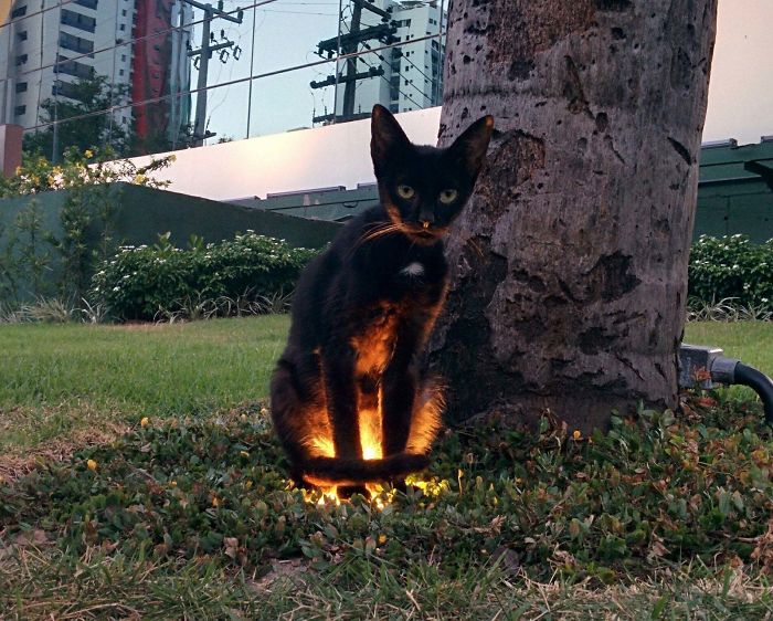 Black Kitty Enjoys Some Warm Ground Lighting.