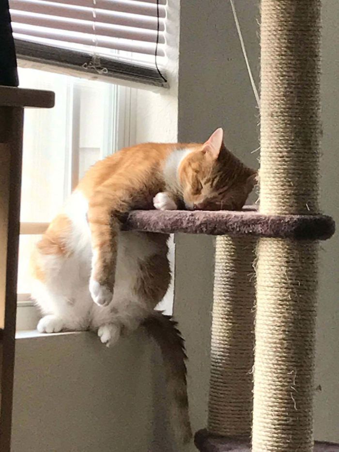 40 Cats That Fell Asleep In The Weirdest Places (New Pics)