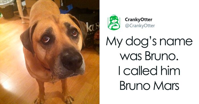 People Are Sharing The Hilarious Names They Now Call Their Pets Instead Of Their Original Ones (New Pics)