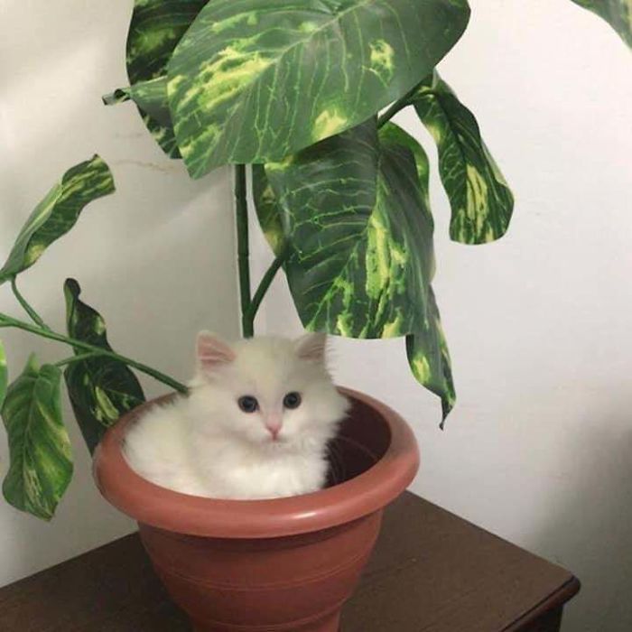 Just Adopted Cotton! Her Favourite Hobbies Are Cosplaying As Plants And Taking Naps In Random Places