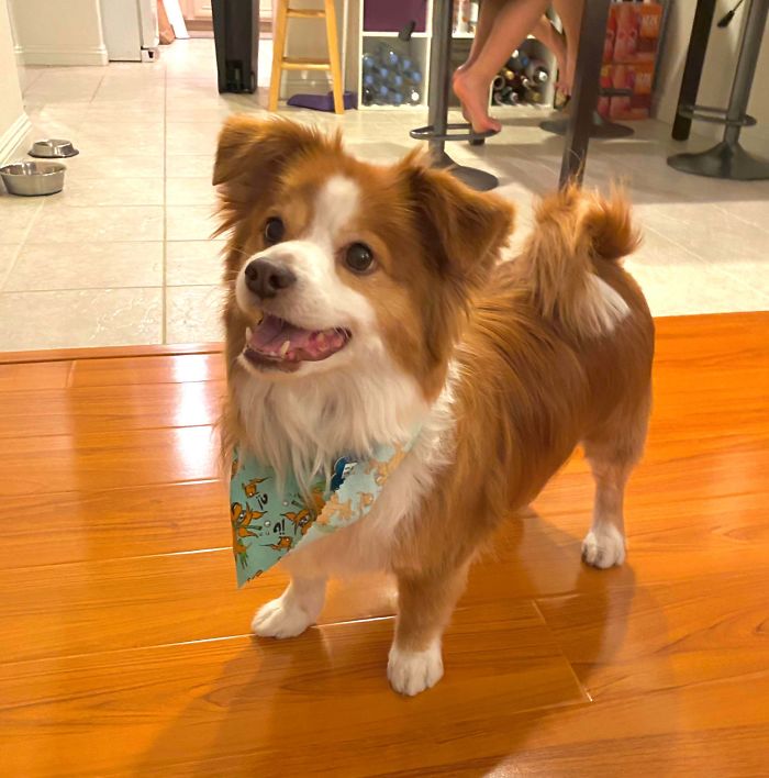 Our Newly Adopted Incorgnito (We Think Corgi/Cavalier King Charles). Meet Riley!