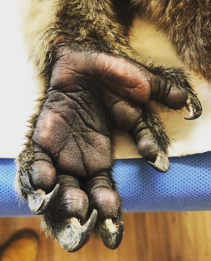 La mano de un koala