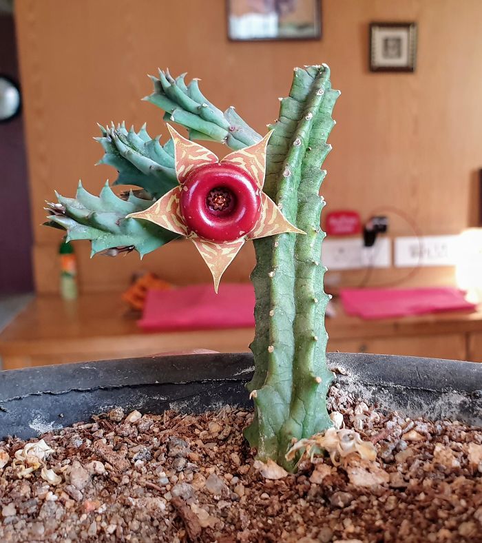 A mi cactus le ha salido una flor de aspecto extraño
