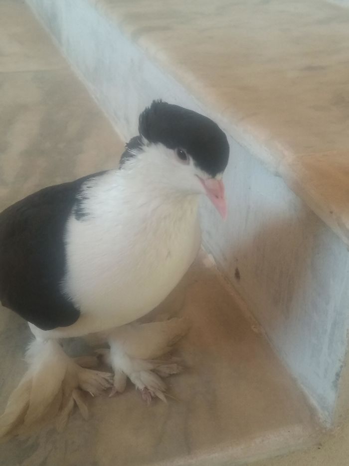 This Beautiful Pigeon I Found In My Apartment
