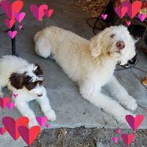 chrisdeferrari avatar